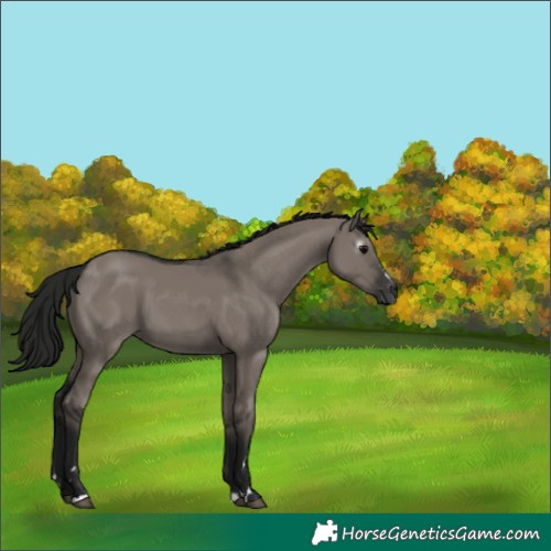 Horse Color:Unknown