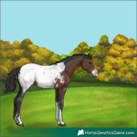 Horse Color:Brown Sabino Tobiano Appaloosa