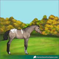 Horse Color:Brown Dun Sabino Tobiano Appaloosa Rabicano