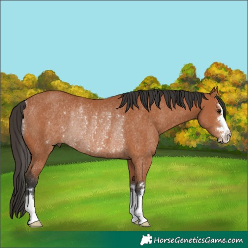 Horse Color:Bay Rabicano 