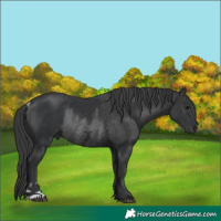 Horse Color:Black  and Black Rabicano 