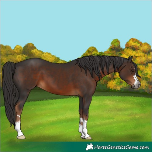 Horse Color:Gray Liver Chestnut 