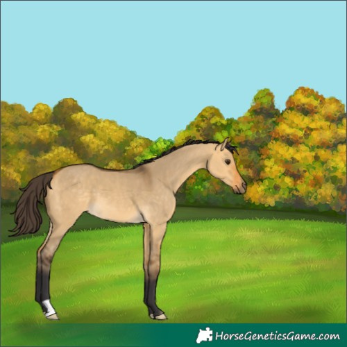 Horse Color:Buckskin Dun 