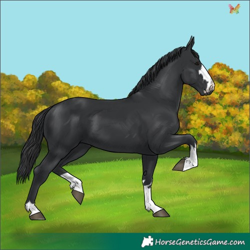 Horse Color:Black  and Black 