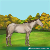 Horse Color:Gray Smoky Grullo Pearl