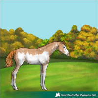 Horse Color:White Spotted Chestnut Frame 
