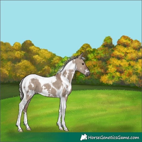 Horse Color:White Spotted Silver Grullo Tobiano Brindle 