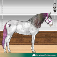 Horse Color:Nacre Midnight Bay Roan Dun Sabino Splash 