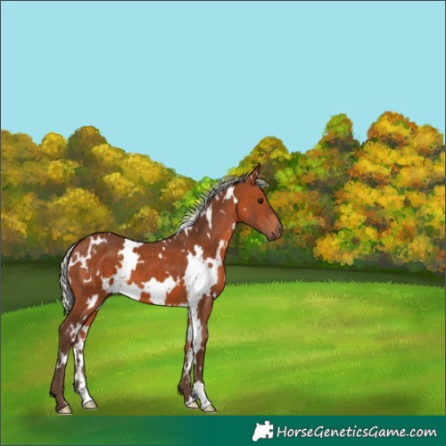 Horse Color:White Spotted Silver Brown 