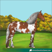 Horse Color:White Spotted Silver Brown 