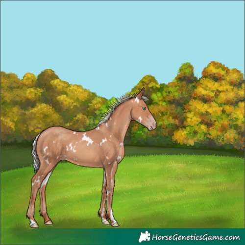 Horse Color:White Spotted Silver Sable Champagne 