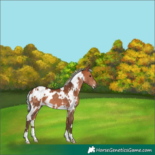 Horse Color:White Spotted Silver Bay 