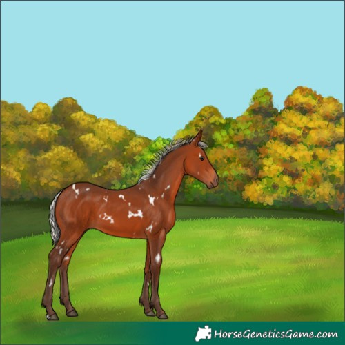 Horse Color:White Spotted Silver Brown