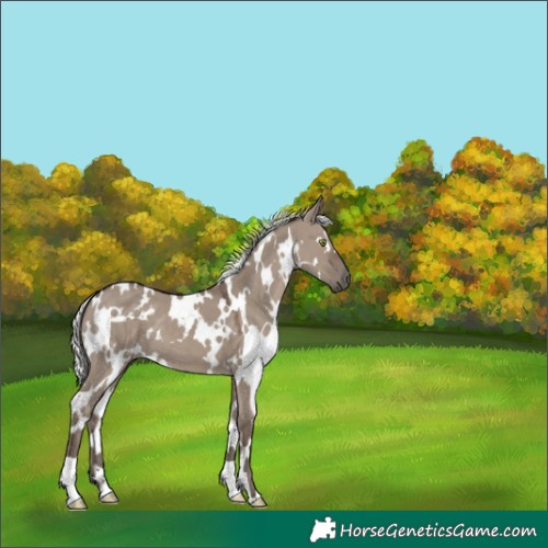 Horse Color:White Spotted Silver Grullo 