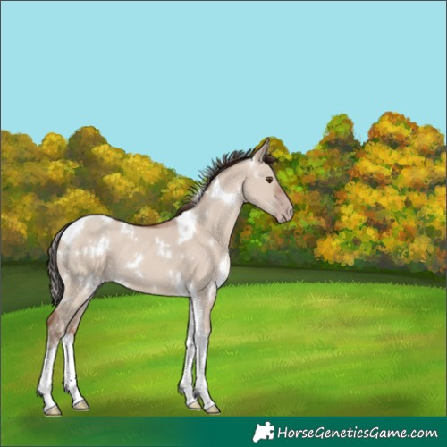 Horse Color:White Spotted Classic Champagne Dun Tobiano 