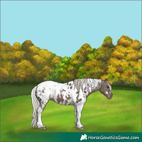 Horse Color:White Spotted Silver Black Tobiano Appaloosa 