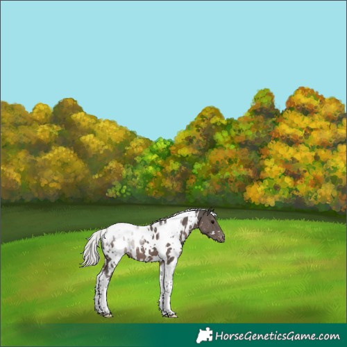 Horse Color:White Spotted Silver Black Tobiano Appaloosa 