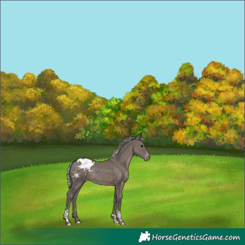 Horse Color:Silver Black Tobiano Appaloosa
