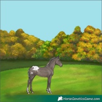 Horse Color:Silver Black Tobiano Appaloosa 