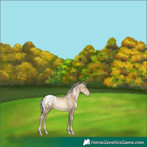Horse Color:White Spotted Silver Smoky Black Pearl Blanket 