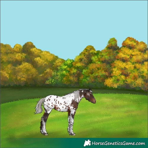 Horse Color:White Spotted Silver Brown Tobiano Appaloosa