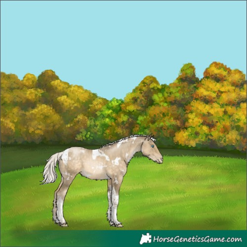 Horse Color:White Spotted Silver Buckskin Pearl Tobiano 