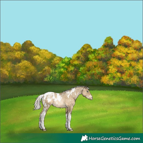 Horse Color:White Spotted Silver Buckskin Pearl Tobiano Blanket 