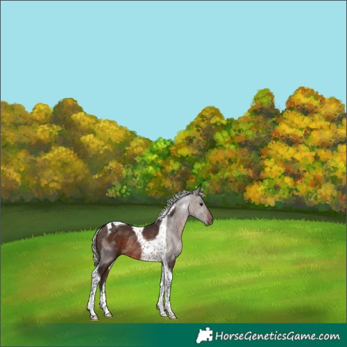Horse Color:Silver Brown Tobiano Rabicano 