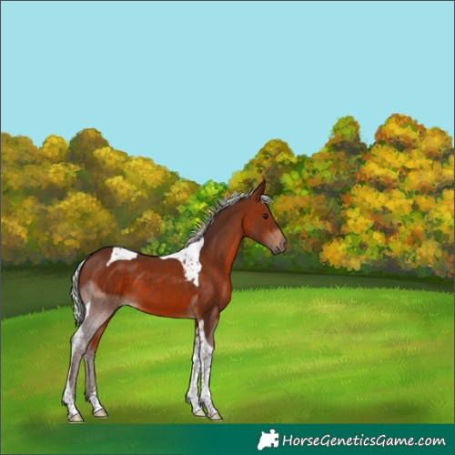 Horse Color:Silver Brown Tobiano 