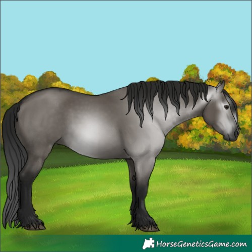 Horse Color:Gray Grullo 