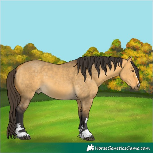 Horse Color:Buckskin Dun 