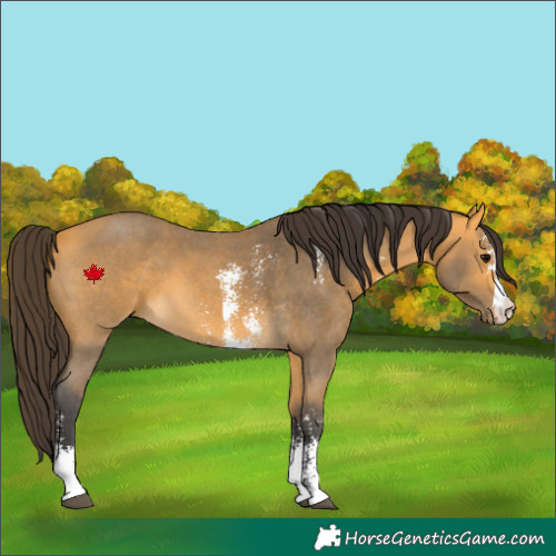 Horse Color:Buckskin Sabino