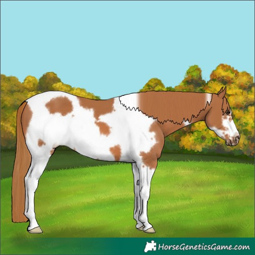 Horse Color:Chestnut Tobiano Frame