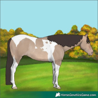 Horse Color:Sable Champagne Dun Tobiano Rabicano 