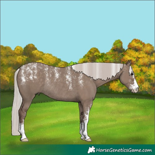 Horse Color:Powder White Silver Grullo Rabicano 