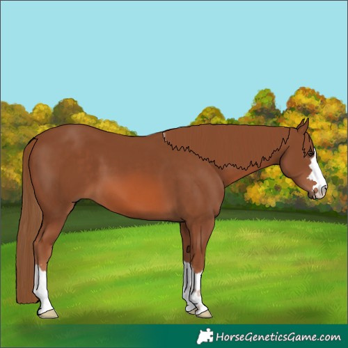 Horse Color:Chestnut 