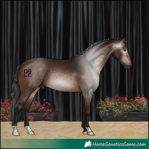 Horse Color:Gray Bay 