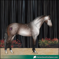 Horse Color:Gray Bay 