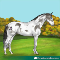 Horse Color:Gray Grullo Splash Tobiano 