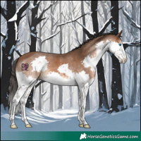 Horse Color:Bay Splash 