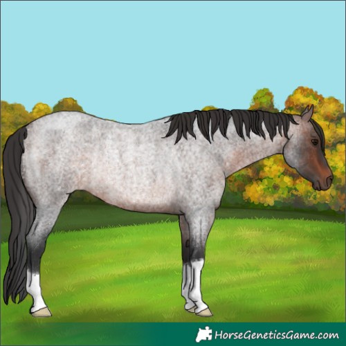 Horse Color:Brown Roan Rabicano 