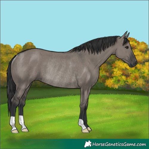 Horse Color:Grullo Rabicano