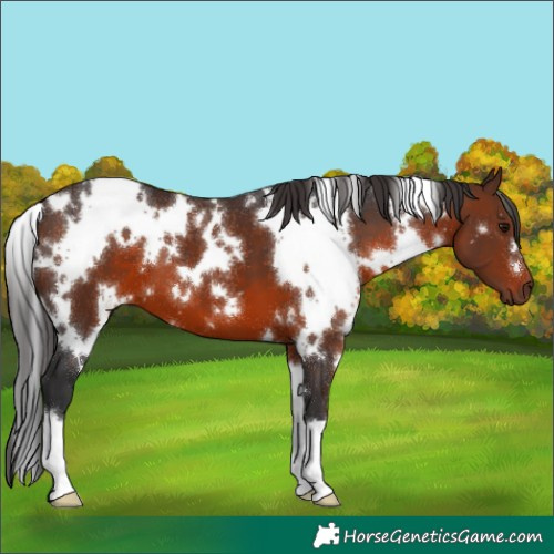 Horse Color:White Spotted Brown