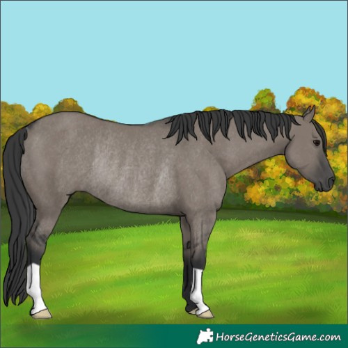 Horse Color:Grullo Rabicano 