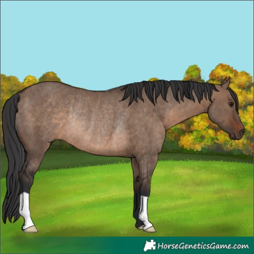 Horse Color:Brown Dun Rabicano 