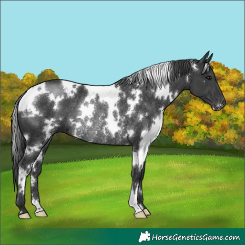 Horse Color:White Spotted Black Rabicano 