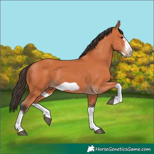 Horse Color:Bay Splash Frame