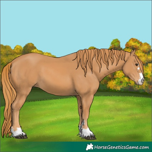 Horse Color:Chestnut 