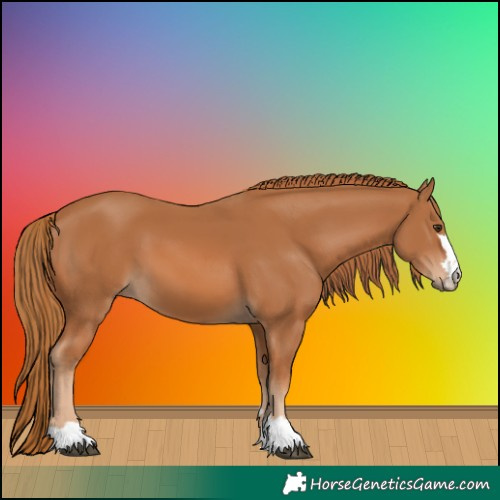 Horse Color:Chestnut 