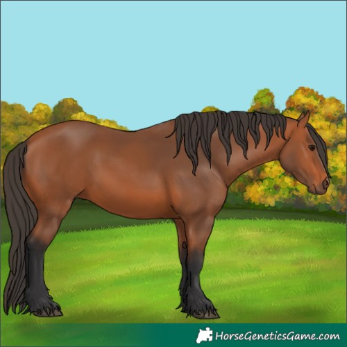 Horse Color:Bay 